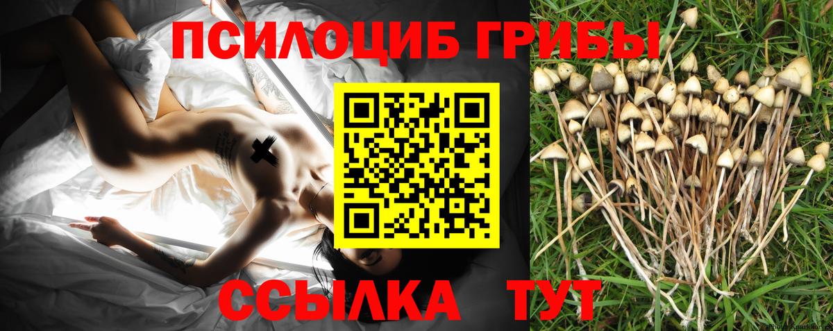 Краснознаменск  Псилоцибиновые грибы Psilocybine cubensis  Вход с VPN 
